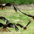 Red Kites (Milvus milvus) descend on Gigrin farm in Rhayader, Wales, UK